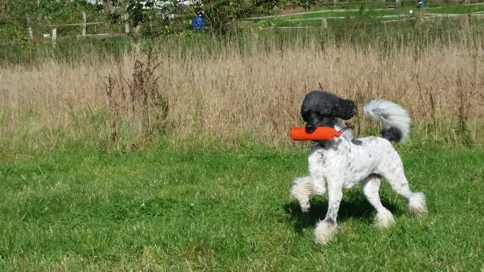 87d6d6c8 2b95 426f 83f7 35739d312630