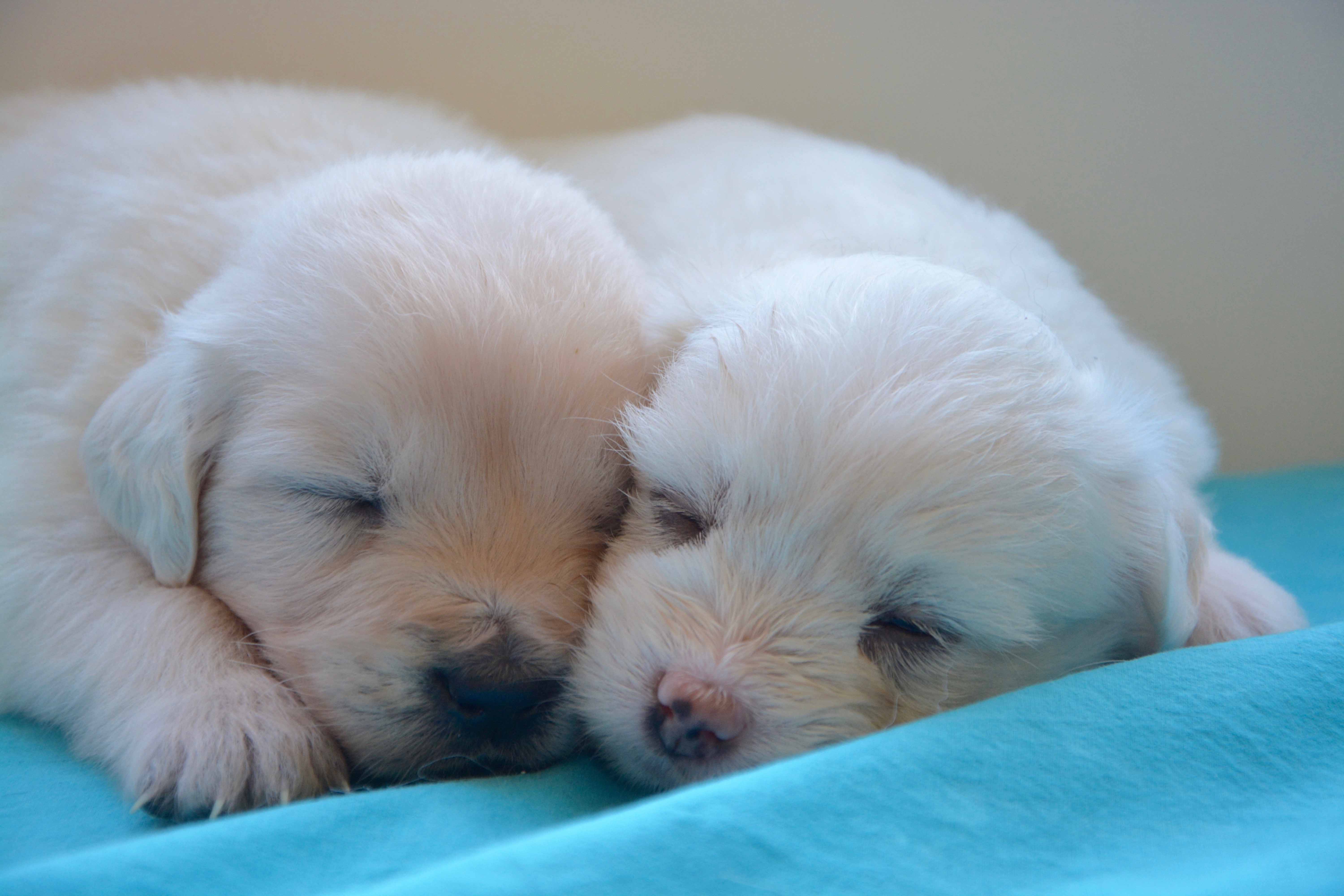 puppies 2646019