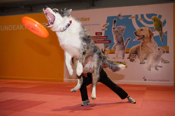 Dog_Frisbee_Show