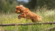 Springender Hund bei BHV-Dummyprüfung