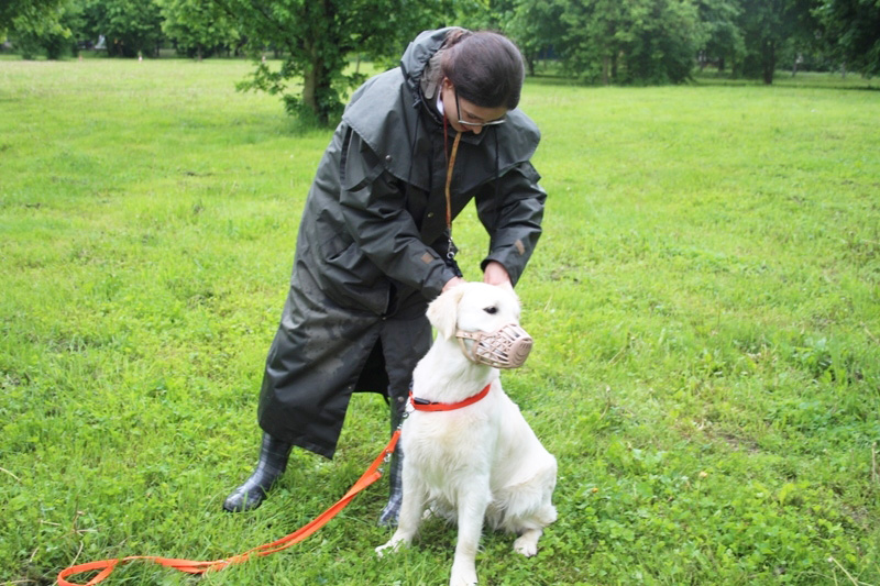 hundefuehrerschein02
