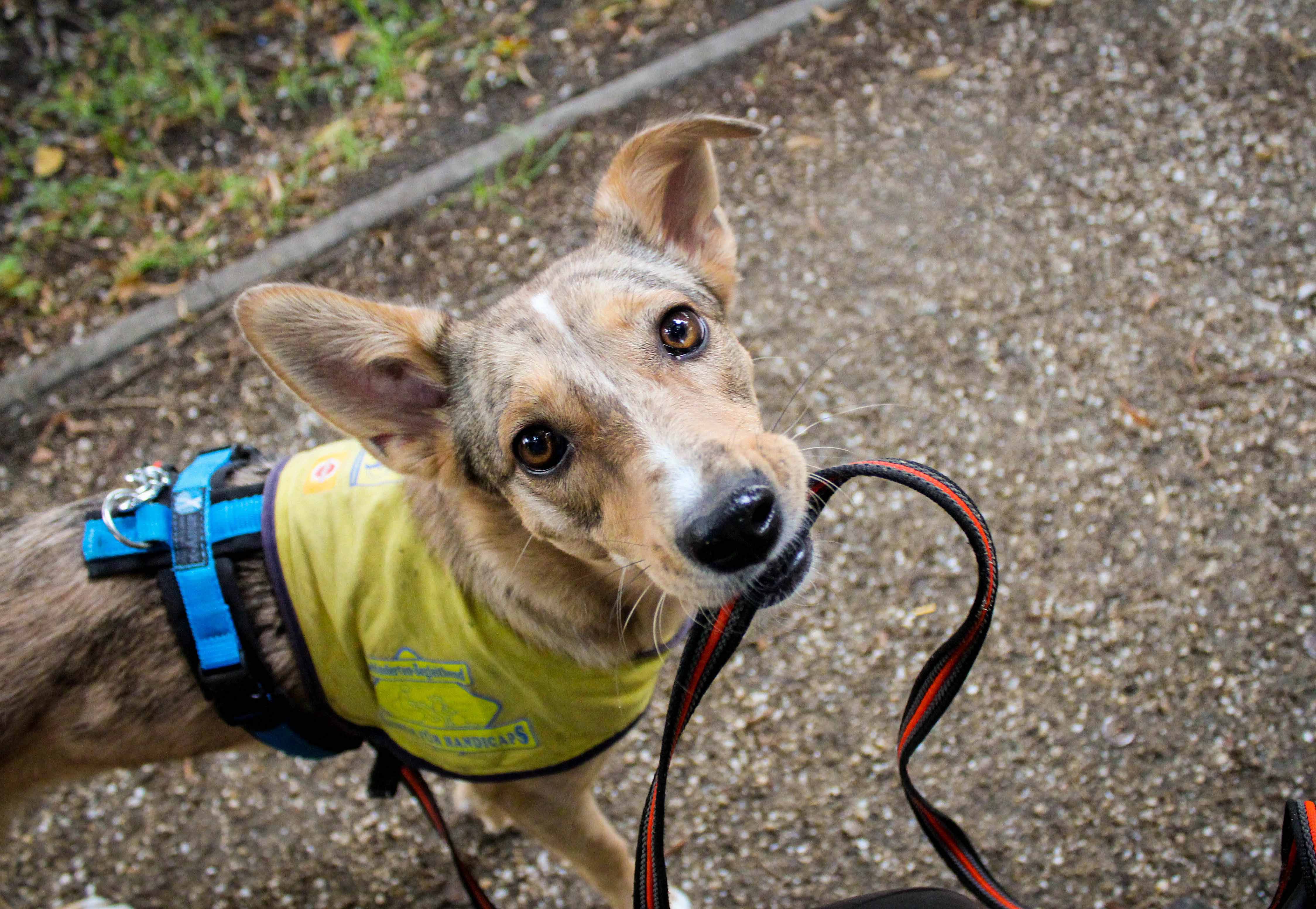Die Aufzucht und anspruchsvolle Ausbildung eines Assistenz hundes wie Pitu, Pluto, Quix und Luna ist sehr zeitaufwändig und kostspielig.&nbsp;