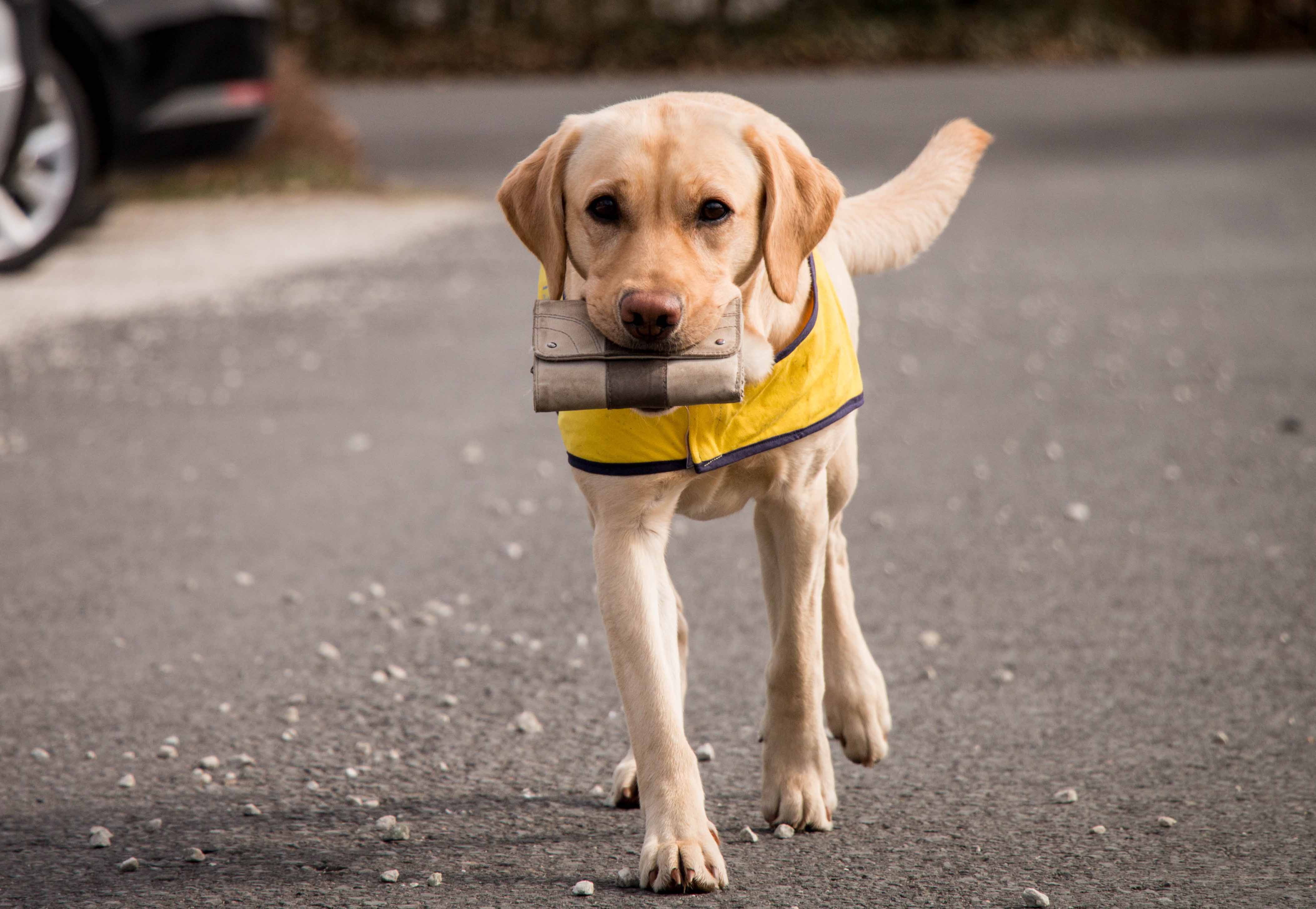 Die hübsche Labradorhündin Pitu hat mittlerweile schon ein sehr großes Repertoire an den vorgestellten Fertigkeiten in der Fremdausbildung gelernt. Sie apportiert zuverlässig so ziemlich alles, was einem herunterfallen kann, sie öffnet und schließt Türen und Schubladen, betätigt die Lichtschalter, ruft den Lift oder bringt das Telefon. Sie kann beim Ausziehen helfen und die Wäsche aus der Waschmaschine in den Wäschekorb legen. Darüber hinaus kennt sie verschiedene Positionen am Rollstuhl, schlüpft auf Signal selbständig in ihr Halsband und ist im Alltag eine sehr angenehme, freundliche und temperamentvolle Schmusebacke, die jederzeit zur Arbeit bereit ist – aber ebenso gerne zum Schlafen unter die Bettdecke krabbeln würde. Sie wartet momentan noch auf ihren passenden Deckel, um dann mit ihrem neuen Menschen gemeinsam ein gutes Team zu bilden. Der lustige und liebenswerte Golden-Retriever-Rüde „Pluto“ ist so alt wie Pitu und lebt bereits seit Anfang des Jahres bei seiner Halterin Angela. Die beiden gehen Weg der „Selbstausbildung nach Patenprogramm“. Gemeinsam mit unserer Trainerin und Trainingskoordinatorin Kerstin Gerke bringt Angela ihrem Assistenzhund die benötigten Hilfeleistungen selbst bei. Nach der Eingewöhnungsphase und Einarbeitung festigten sie im Moment den Grundgehorsam und trainierten am Apportieren und am Ziehen.&nbsp;