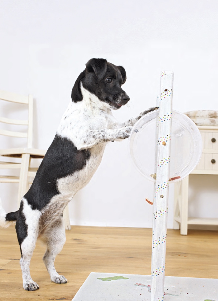 Foto: Heike Schmidt-Röger aus  „Hundespielzeug einfach selber machen“ (Ulmer Verlag) 
